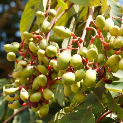 KoniaUrwald-MandelgeroestetFruchtamBaum