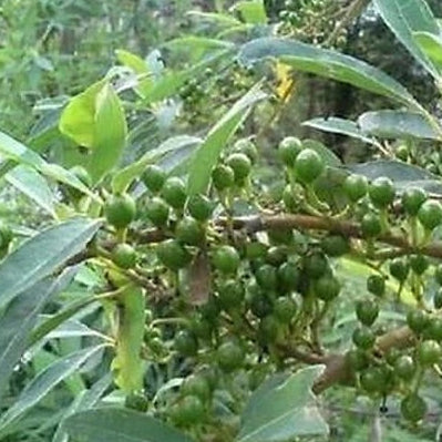 Fermentierter Urwald-Pfeffer