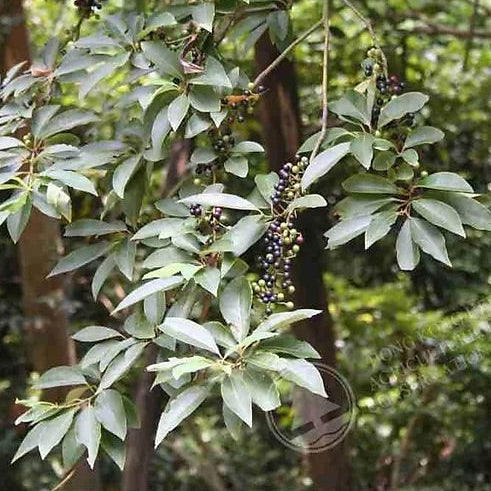 Fermentierter Urwald-Pfeffer