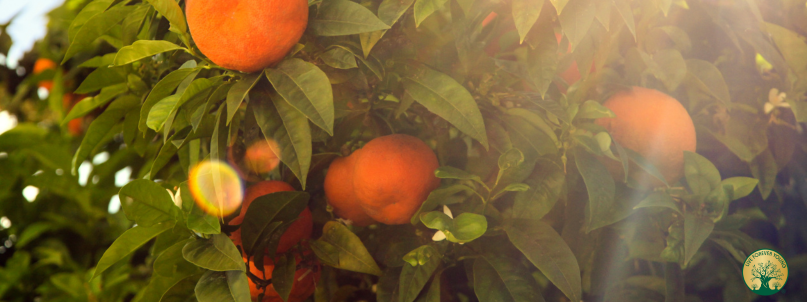 Fermentierte Orange