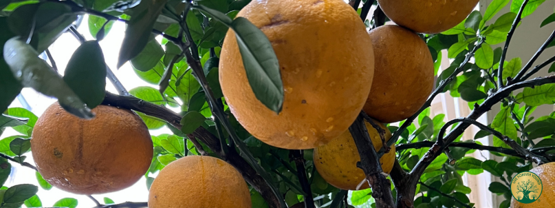 Fermentierte Pomelo Die Wunderwaffe für Gewichtsreduktion