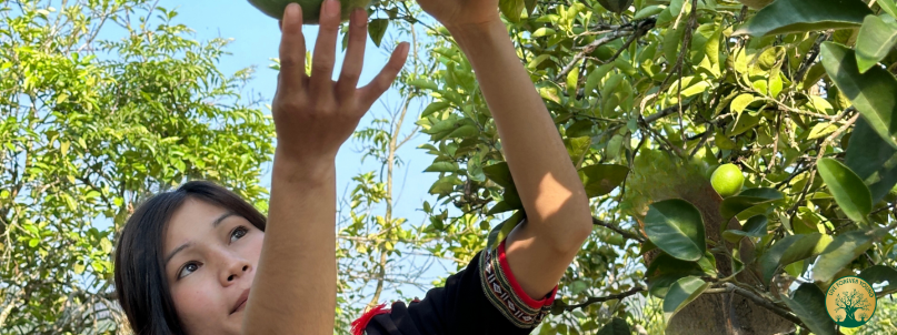 Schwarze Kraft aus Vietnam: Die Geheimnisse unserer fermentierten Früchte