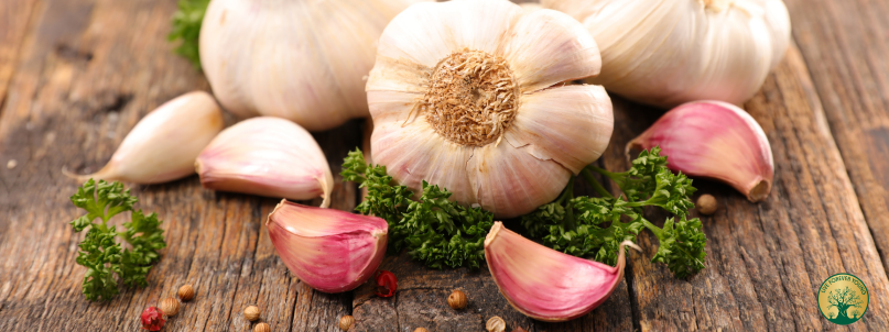 Gesunder Knoblauch ohne Mundgeruch