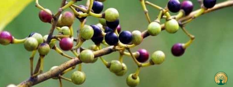 Urwaldpfeffer Das geheime Gewürz für ein vitales Leben