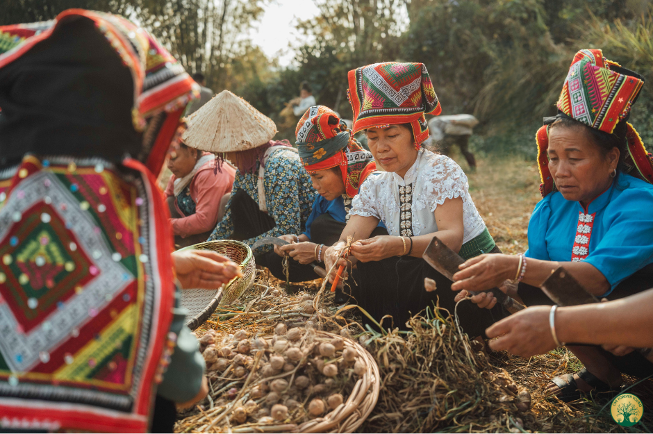 Fermentierte Wurzeln