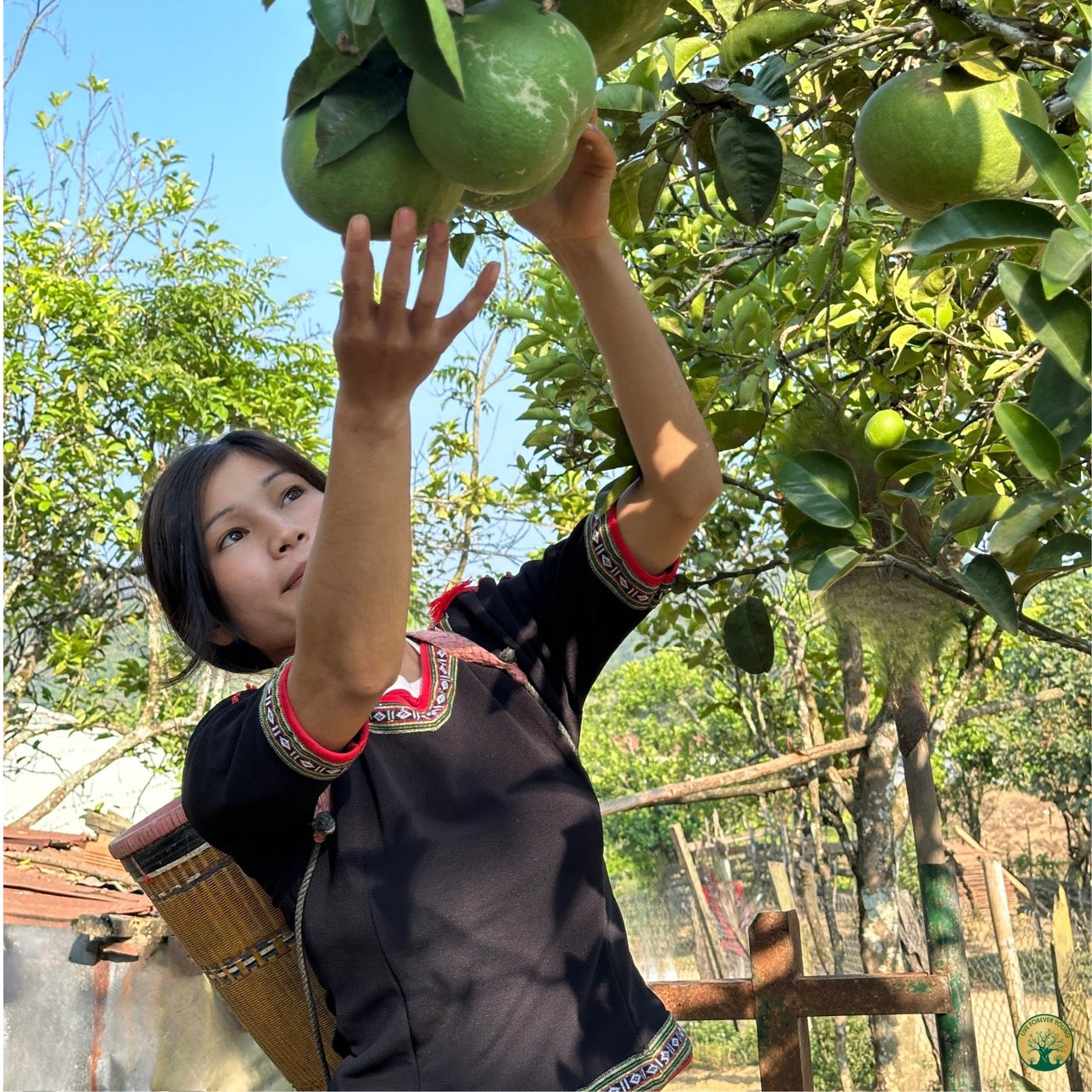 Fermentierte Früchte