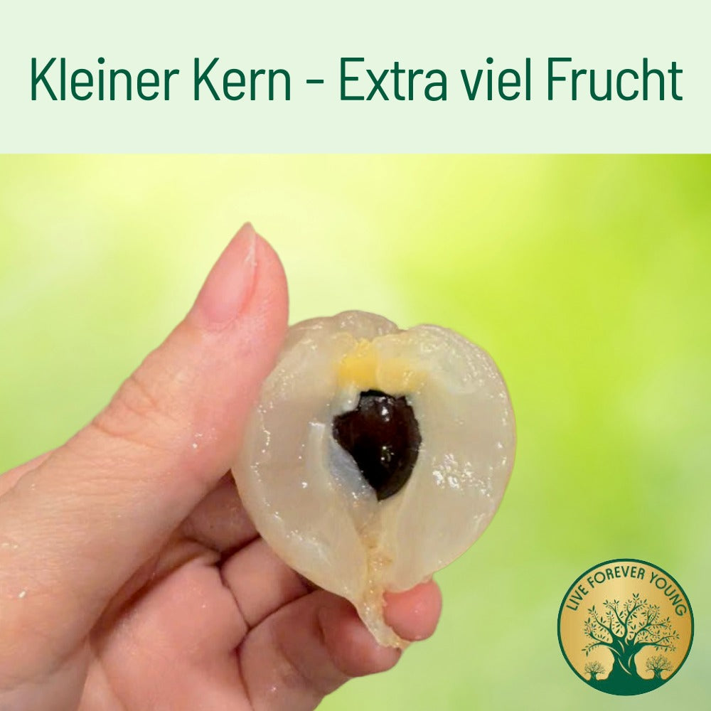 Edel Litschis Extra kleiner Kern