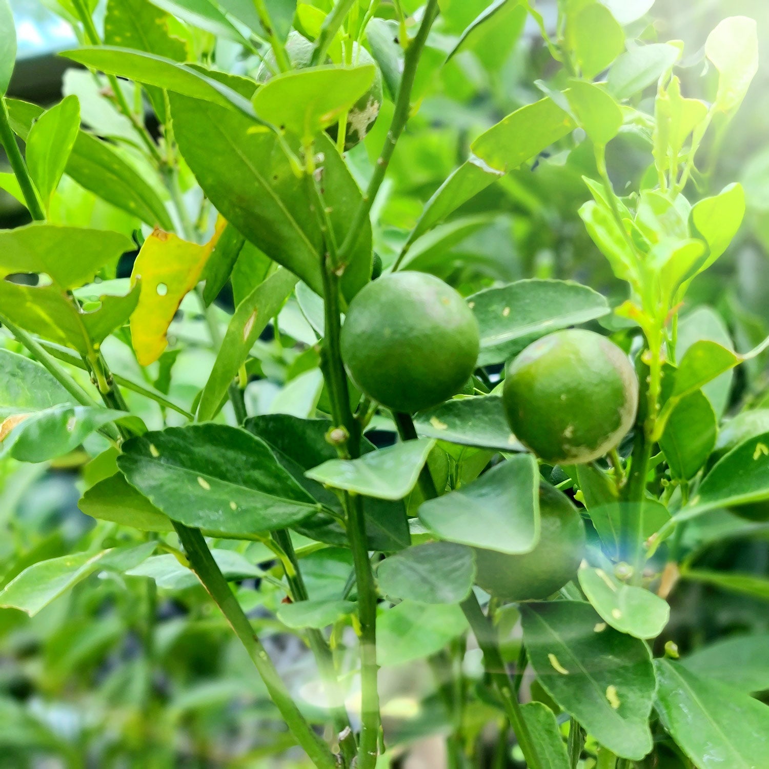 Fermentierte Kumquat