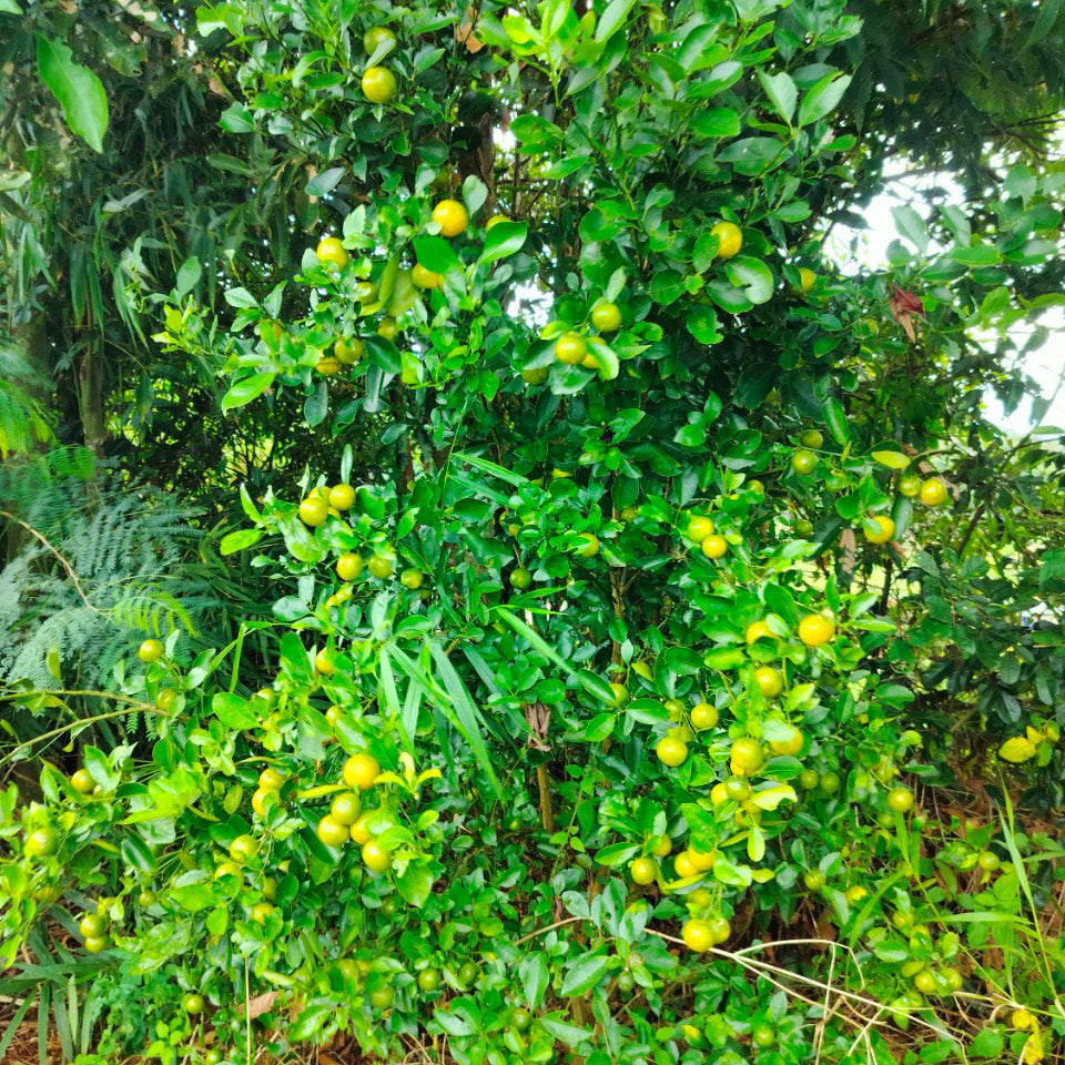 Fermentierte Kumquat