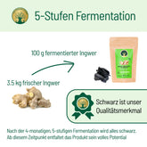 Ingwer fermentation