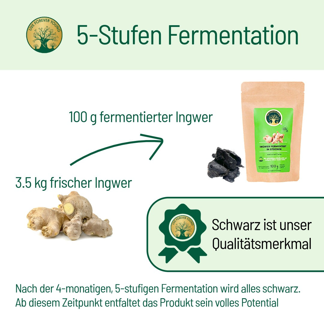 Ingwer fermentation