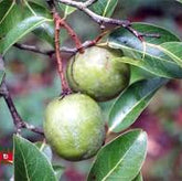 KoniaUrwald-MandelgeroestetFrucht