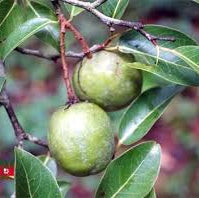 KoniaUrwald-MandelgeroestetFrucht