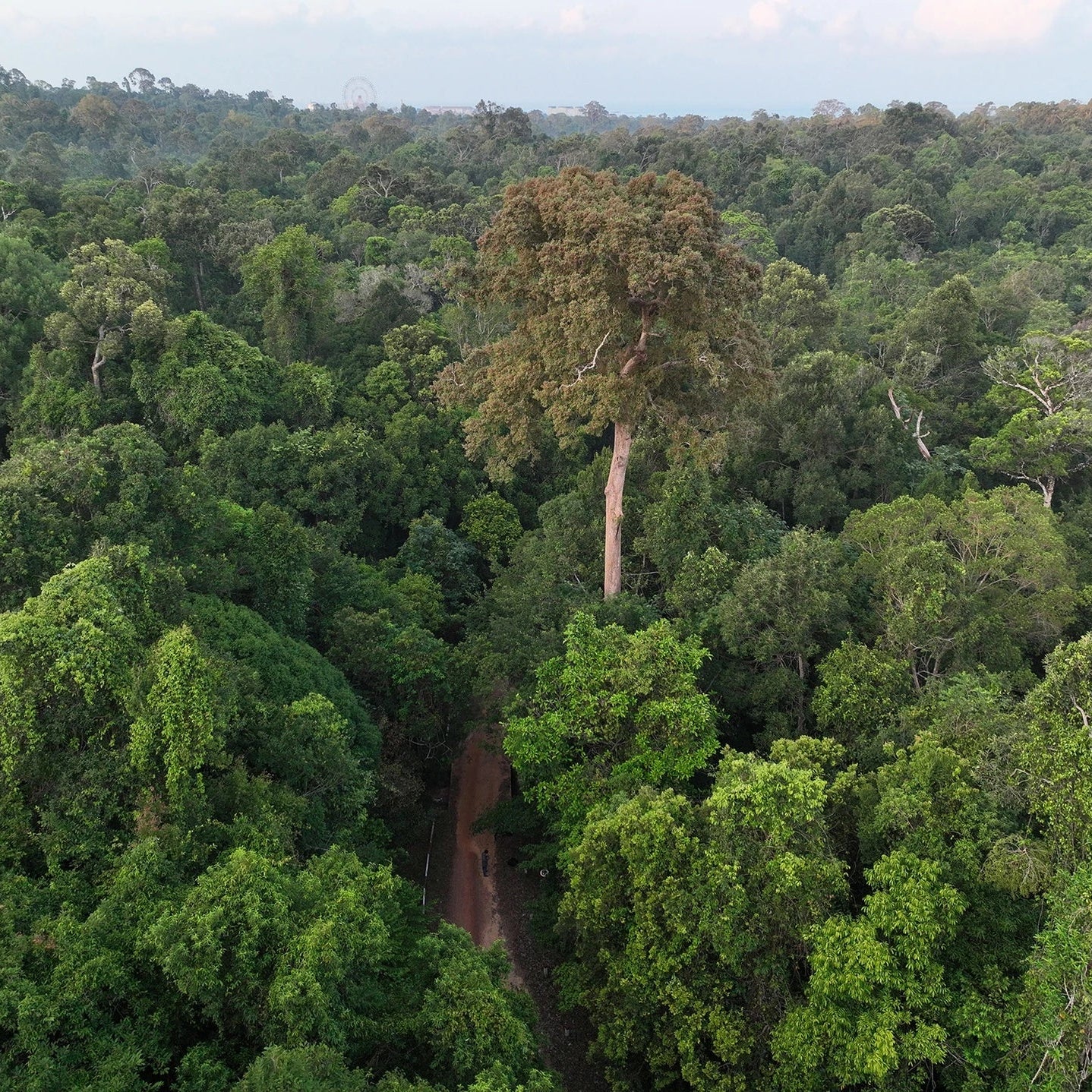 KoniaUrwald-MandelgeroestetBaum