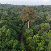 KoniaUrwald-MandelgeroestetBaum