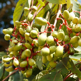 KoniaUrwald-MandelgeroestetFruchtamBaum