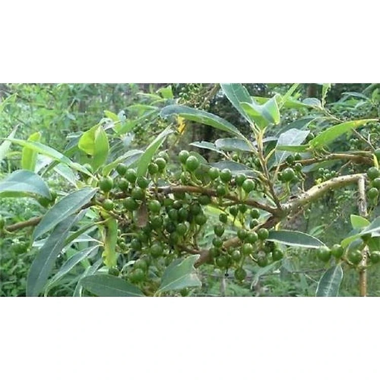 Fermentierter Urwald-Pfeffer