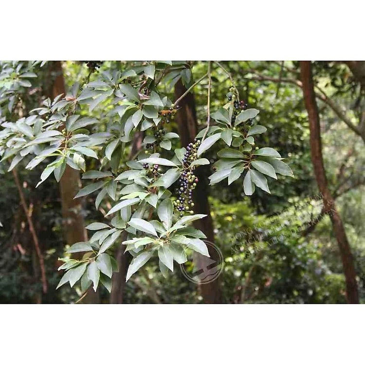 Fermentierter Urwald-Pfeffer