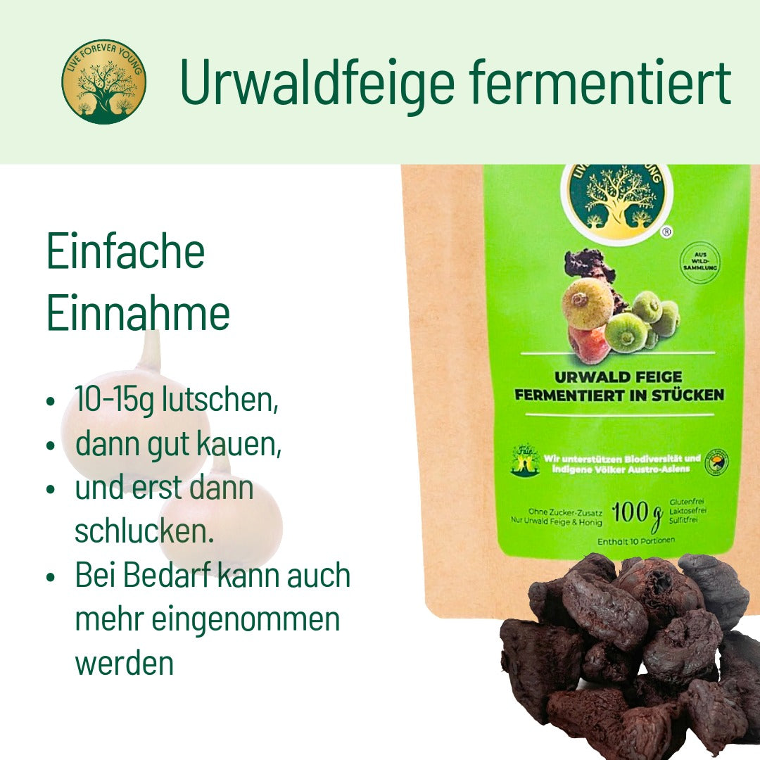fermentierte Urwaldfeige Anwendung