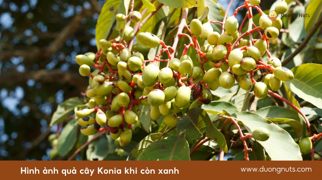 Ko'nia Urwald-Mandel geröstet