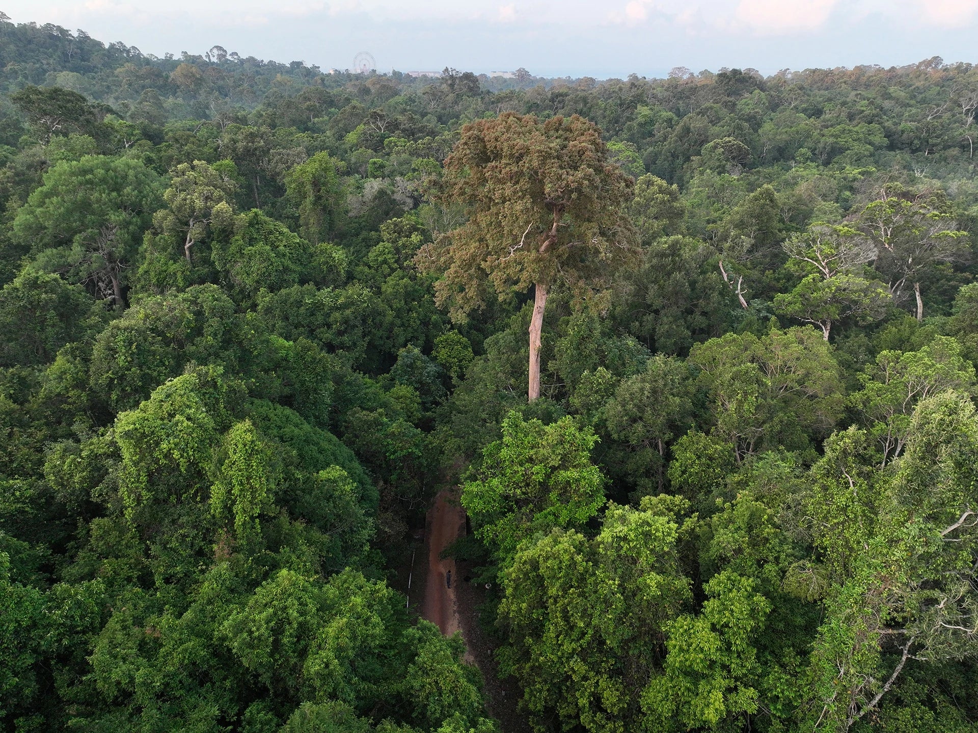 Ko'nia Urwald-Mandel geröstet